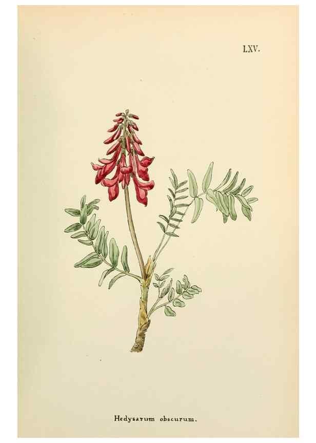 Reproducción/Reproduction 48591832872: Flowers of the Engadine.. Winchester,Printed for the Author by Warren and Son,1891.. 