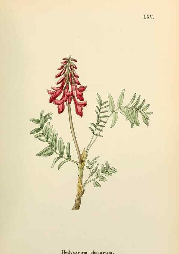 Reproducción/Reproduction 48591832872: Flowers of the Engadine.. Winchester,Printed for the Author by Warren and Son,1891.. 