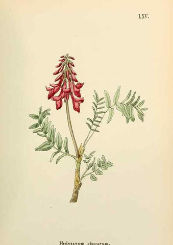 Reproducción/Reproduction 48591832872: Flowers of the Engadine.. Winchester,Printed for the Author by Warren and Son,1891.. 