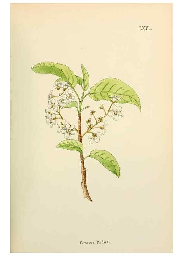 Reproducción/Reproduction 48591833332: Flowers of the Engadine.. Winchester,Printed for the Author by Warren and Son,1891.. 
