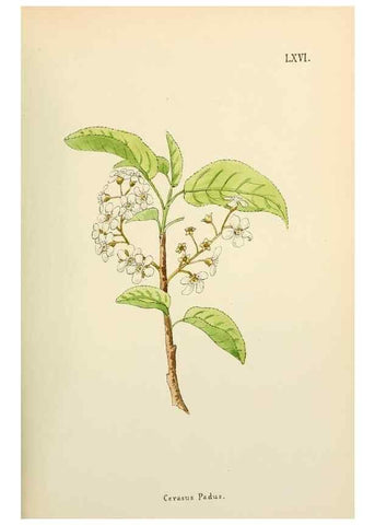 Reproducción/Reproduction 48591833332: Flowers of the Engadine.. Winchester,Printed for the Author by Warren and Son,1891.. 
