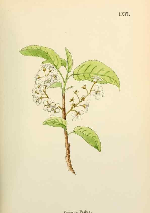 Reproducción/Reproduction 48591833332: Flowers of the Engadine.. Winchester,Printed for the Author by Warren and Son,1891.. 