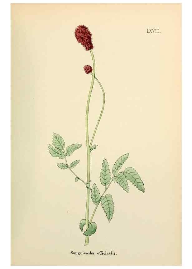 Reproducción/Reproduction 48591688256: Flowers of the Engadine.. Winchester,Printed for the Author by Warren and Son,1891.. 