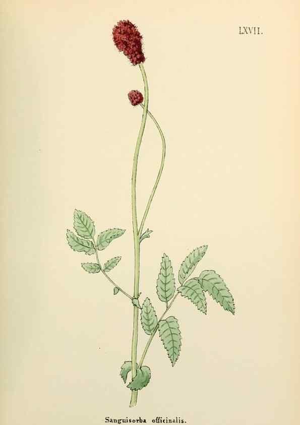 Reproducción/Reproduction 48591688256: Flowers of the Engadine.. Winchester,Printed for the Author by Warren and Son,1891.. 