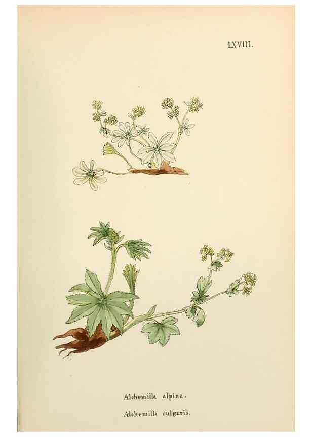 Reproducción/Reproduction 48591688936: Flowers of the Engadine.. Winchester,Printed for the Author by Warren and Son,1891.. 