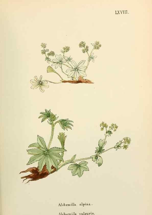 Reproducción/Reproduction 48591688936: Flowers of the Engadine.. Winchester,Printed for the Author by Warren and Son,1891.. 
