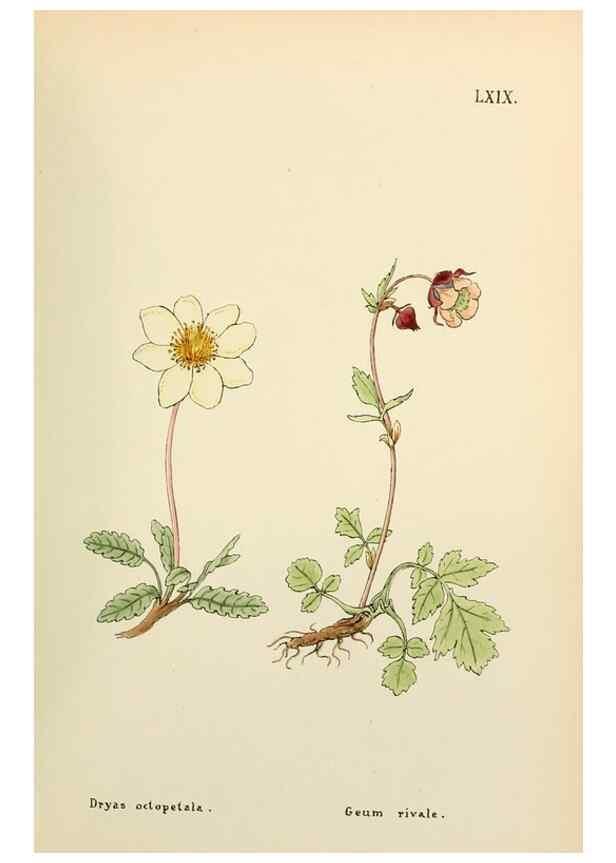 Reproducción/Reproduction 48591835027: Flowers of the Engadine.. Winchester,Printed for the Author by Warren and Son,1891.. 