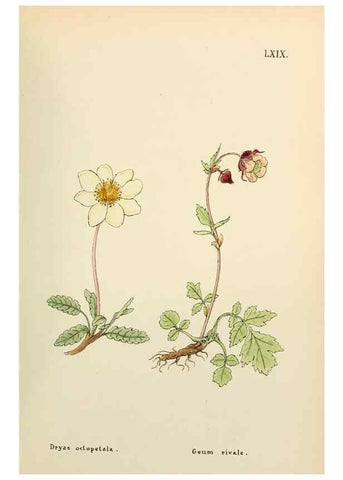 Reproducción/Reproduction 48591835027: Flowers of the Engadine.. Winchester,Printed for the Author by Warren and Son,1891.. 