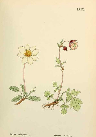 Reproducción/Reproduction 48591835027: Flowers of the Engadine.. Winchester,Printed for the Author by Warren and Son,1891.. 