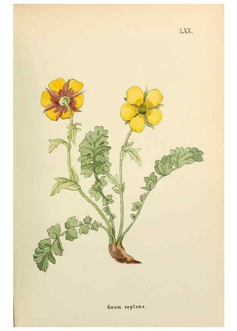 Reproducción/Reproduction 48591689846: Flowers of the Engadine.. Winchester,Printed for the Author by Warren and Son,1891.. 