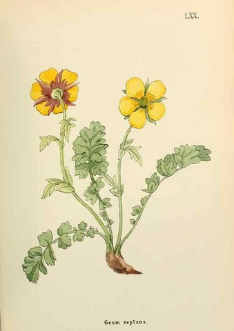 Reproducción/Reproduction 48591689846: Flowers of the Engadine.. Winchester,Printed for the Author by Warren and Son,1891.. 