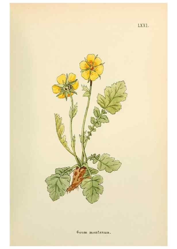 Reproducción/Reproduction 48591690241: Flowers of the Engadine.. Winchester,Printed for the Author by Warren and Son,1891.. 
