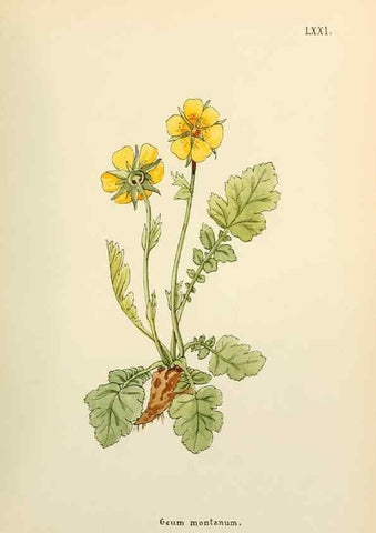 Reproducción/Reproduction 48591690241: Flowers of the Engadine.. Winchester,Printed for the Author by Warren and Son,1891.. 