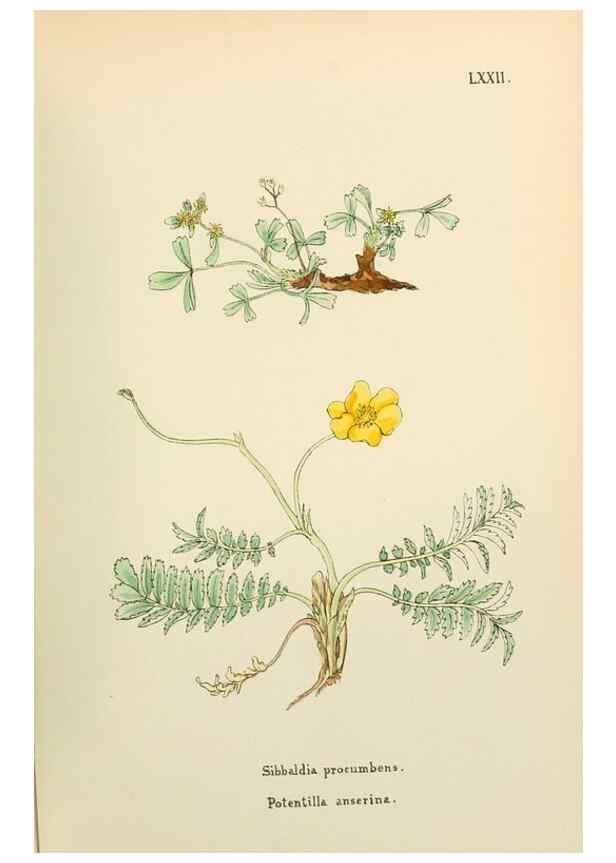 Reproducción/Reproduction 48591690626: Flowers of the Engadine.. Winchester,Printed for the Author by Warren and Son,1891.. 