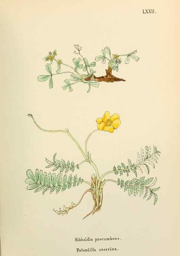 Reproducción/Reproduction 48591690626: Flowers of the Engadine.. Winchester,Printed for the Author by Warren and Son,1891.. 