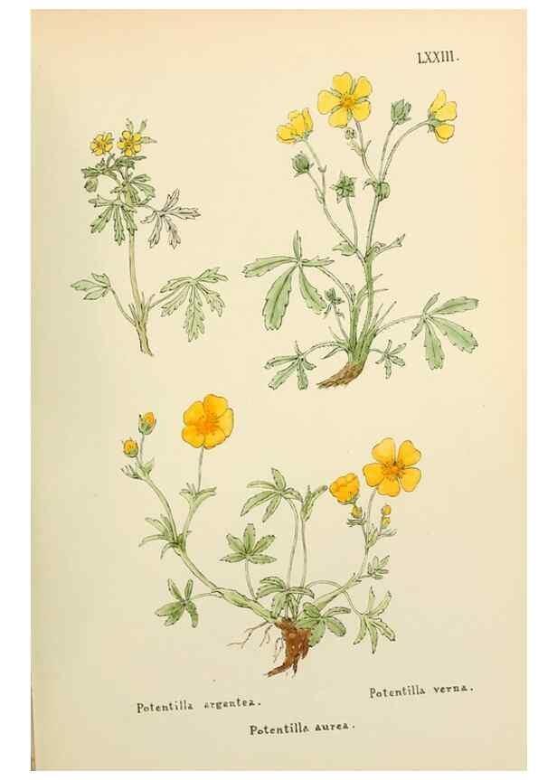 Reproducción/Reproduction 48591836577: Flowers of the Engadine.. Winchester,Printed for the Author by Warren and Son,1891.. 