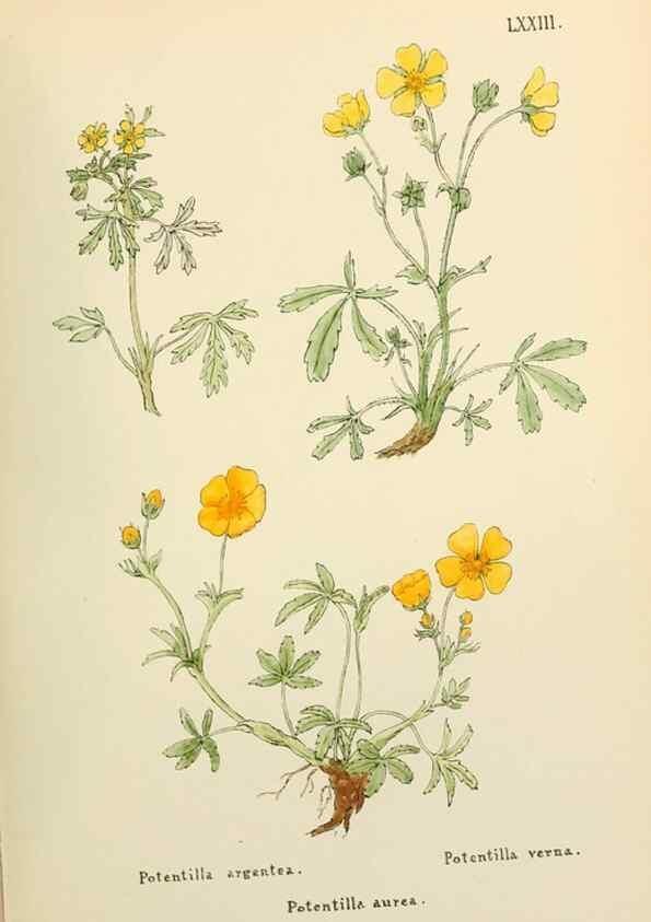 Reproducción/Reproduction 48591836577: Flowers of the Engadine.. Winchester,Printed for the Author by Warren and Son,1891.. 
