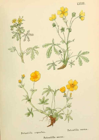 Reproducción/Reproduction 48591836577: Flowers of the Engadine.. Winchester,Printed for the Author by Warren and Son,1891.. 