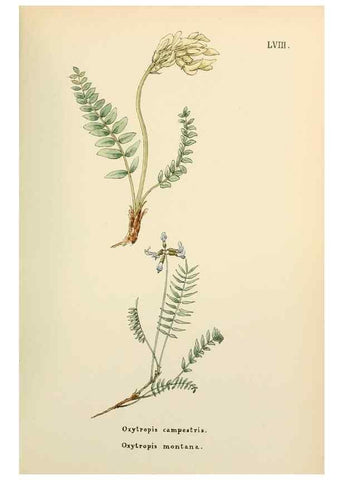 Reproducción/Reproduction 48591830057: Flowers of the Engadine.. Winchester,Printed for the Author by Warren and Son,1891.. 