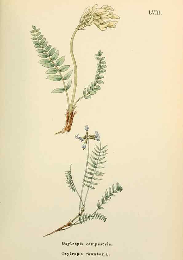Reproducción/Reproduction 48591830057: Flowers of the Engadine.. Winchester,Printed for the Author by Warren and Son,1891.. 