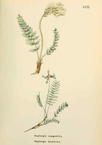 Reproducción/Reproduction 48591830057: Flowers of the Engadine.. Winchester,Printed for the Author by Warren and Son,1891.. 