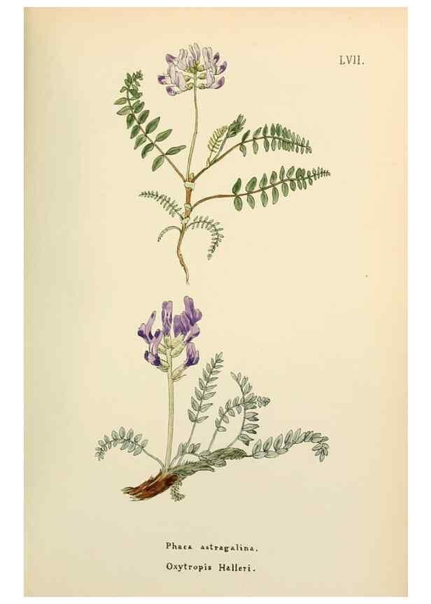 Reproducción/Reproduction 48591829632: Flowers of the Engadine.. Winchester,Printed for the Author by Warren and Son,1891.. 