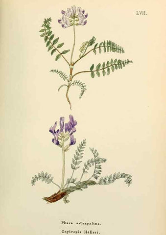 Reproducción/Reproduction 48591829632: Flowers of the Engadine.. Winchester,Printed for the Author by Warren and Son,1891.. 