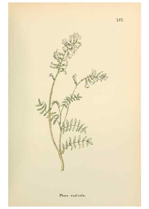 Reproducción/Reproduction 48591829342: Flowers of the Engadine.. Winchester,Printed for the Author by Warren and Son,1891.. 