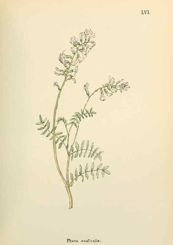 Reproducción/Reproduction 48591829342: Flowers of the Engadine.. Winchester,Printed for the Author by Warren and Son,1891.. 