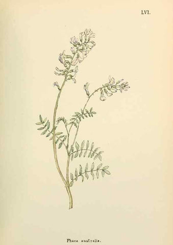 Reproducción/Reproduction 48591829342: Flowers of the Engadine.. Winchester,Printed for the Author by Warren and Son,1891.. 