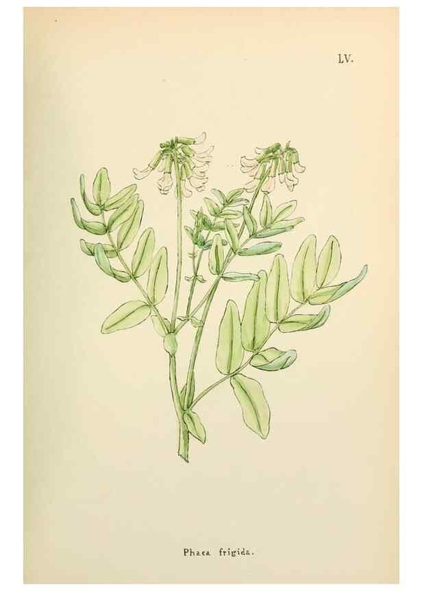 Reproducción/Reproduction 48591683726: Flowers of the Engadine.. Winchester,Printed for the Author by Warren and Son,1891.. 