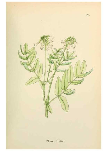 Reproducción/Reproduction 48591683726: Flowers of the Engadine.. Winchester,Printed for the Author by Warren and Son,1891.. 