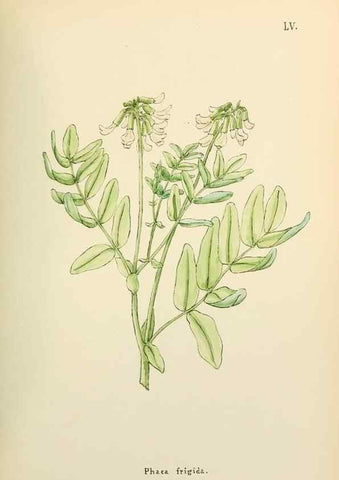 Reproducción/Reproduction 48591683726: Flowers of the Engadine.. Winchester,Printed for the Author by Warren and Son,1891.. 