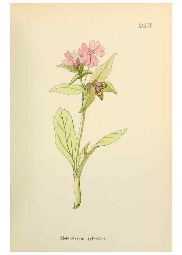 Reproducción/Reproduction 48591677001: Flowers of the Engadine.. Winchester,Printed for the Author by Warren and Son,1891.. 