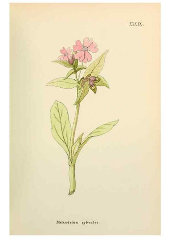 Reproducción/Reproduction 48591677001: Flowers of the Engadine.. Winchester,Printed for the Author by Warren and Son,1891.. 