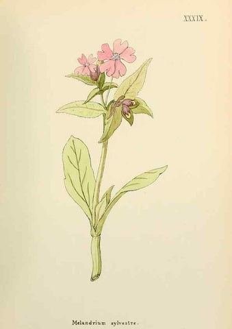 Reproducción/Reproduction 48591677001: Flowers of the Engadine.. Winchester,Printed for the Author by Warren and Son,1891.. 