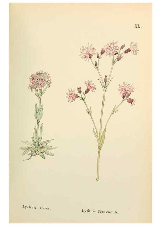 Reproducción/Reproduction 48591677466: Flowers of the Engadine.. Winchester,Printed for the Author by Warren and Son,1891.. 