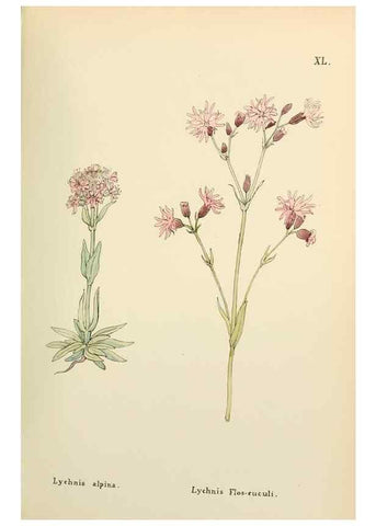 Reproducción/Reproduction 48591677466: Flowers of the Engadine.. Winchester,Printed for the Author by Warren and Son,1891.. 