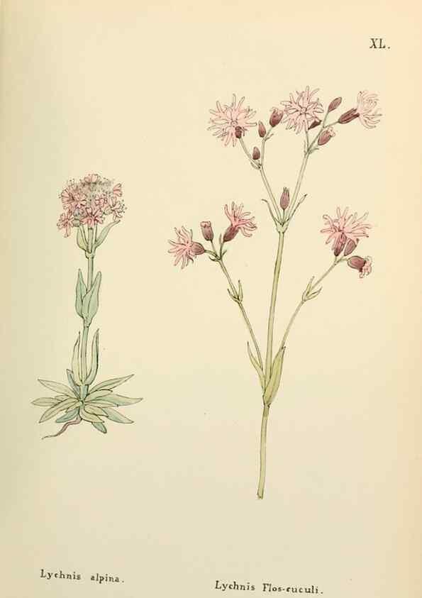 Reproducción/Reproduction 48591677466: Flowers of the Engadine.. Winchester,Printed for the Author by Warren and Son,1891.. 