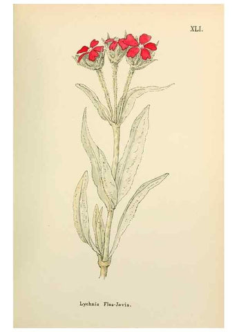 Reproducción/Reproduction 48591677881: Flowers of the Engadine.. Winchester,Printed for the Author by Warren and Son,1891.. 