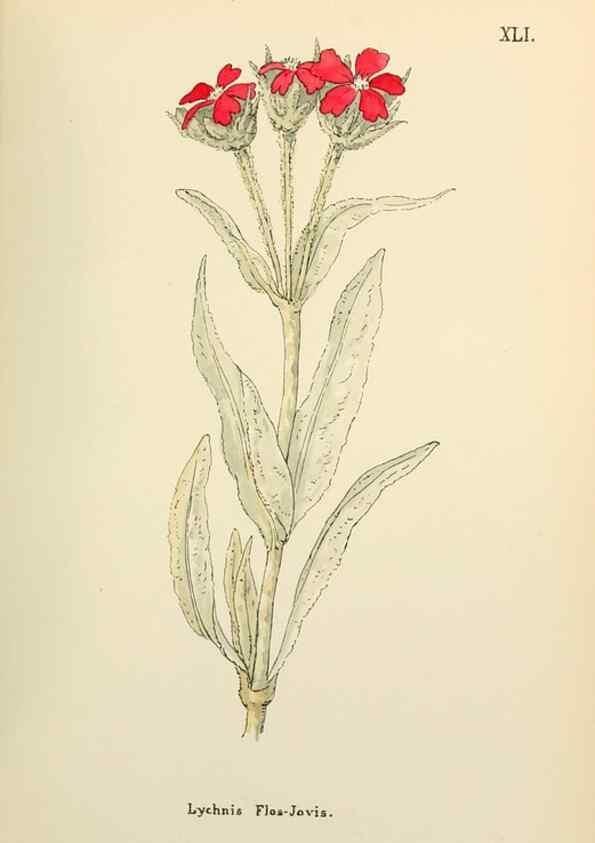Reproducción/Reproduction 48591677881: Flowers of the Engadine.. Winchester,Printed for the Author by Warren and Son,1891.. 