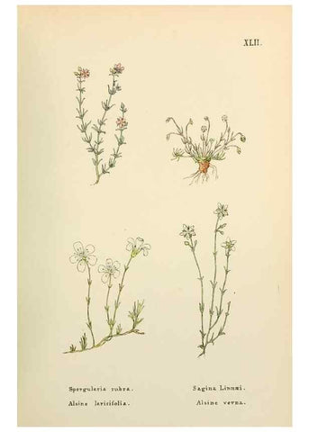 Reproducción/Reproduction 48591823687: Flowers of the Engadine.. Winchester,Printed for the Author by Warren and Son,1891.. 