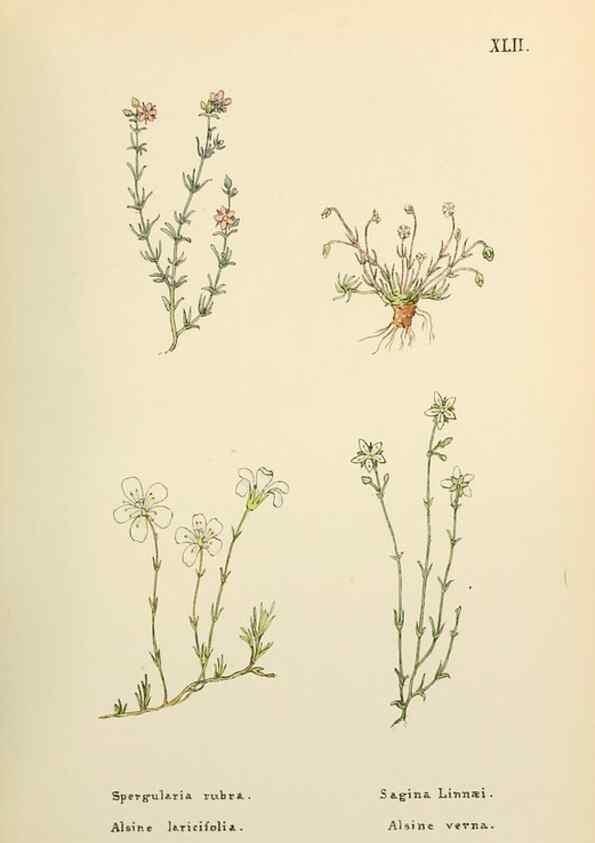 Reproducción/Reproduction 48591823687: Flowers of the Engadine.. Winchester,Printed for the Author by Warren and Son,1891.. 