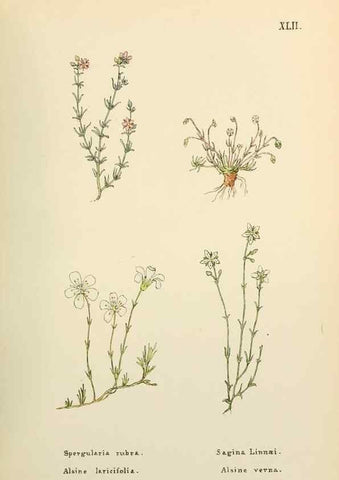 Reproducción/Reproduction 48591823687: Flowers of the Engadine.. Winchester,Printed for the Author by Warren and Son,1891.. 