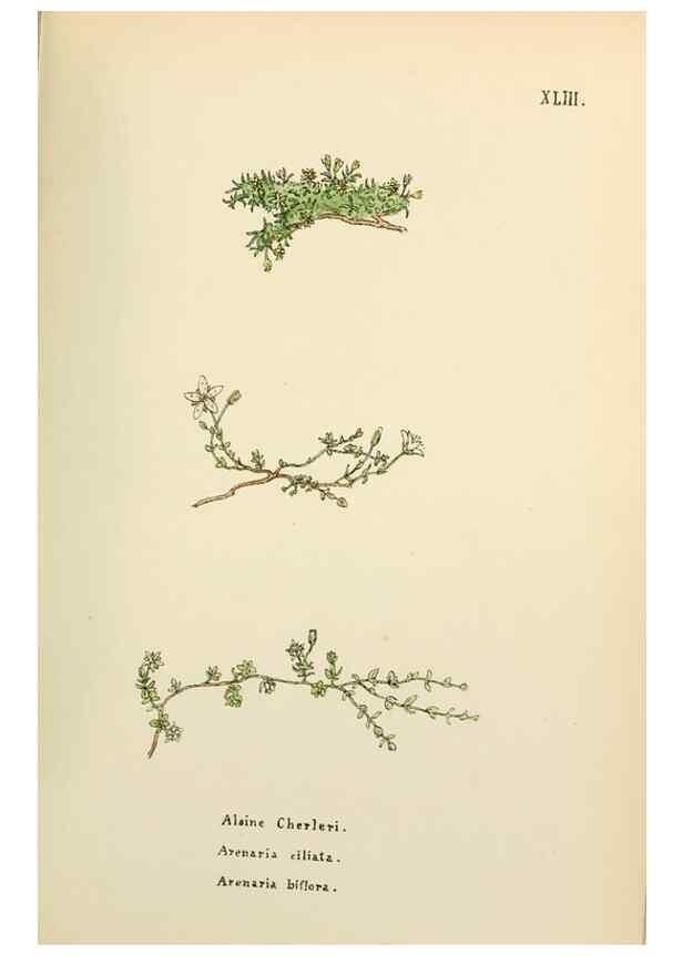 Reproducción/Reproduction 48591678641: Flowers of the Engadine.. Winchester,Printed for the Author by Warren and Son,1891.. 