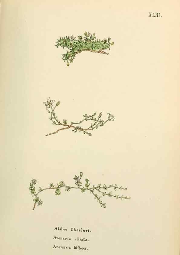 Reproducción/Reproduction 48591678641: Flowers of the Engadine.. Winchester,Printed for the Author by Warren and Son,1891.. 