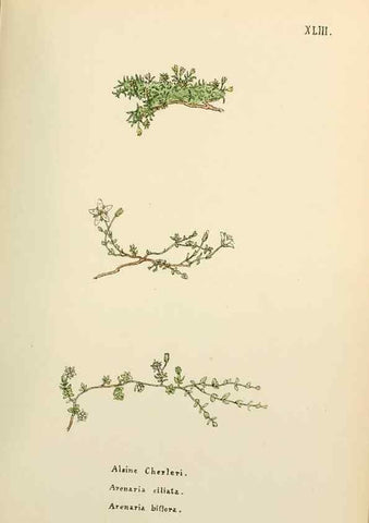 Reproducción/Reproduction 48591678641: Flowers of the Engadine.. Winchester,Printed for the Author by Warren and Son,1891.. 