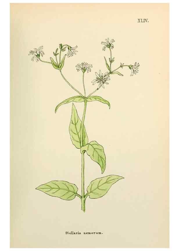 Reproducción/Reproduction 48591679011: Flowers of the Engadine.. Winchester,Printed for the Author by Warren and Son,1891.. 