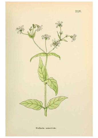 Reproducción/Reproduction 48591679011: Flowers of the Engadine.. Winchester,Printed for the Author by Warren and Son,1891.. 