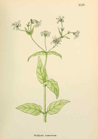 Reproducción/Reproduction 48591679011: Flowers of the Engadine.. Winchester,Printed for the Author by Warren and Son,1891.. 